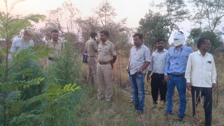 धर्माबाद तालुक्यात गांजाची शेती उघड; ७ किलो १६५ ग्रॅम गांजा जप्त, आरोपी अटकेत