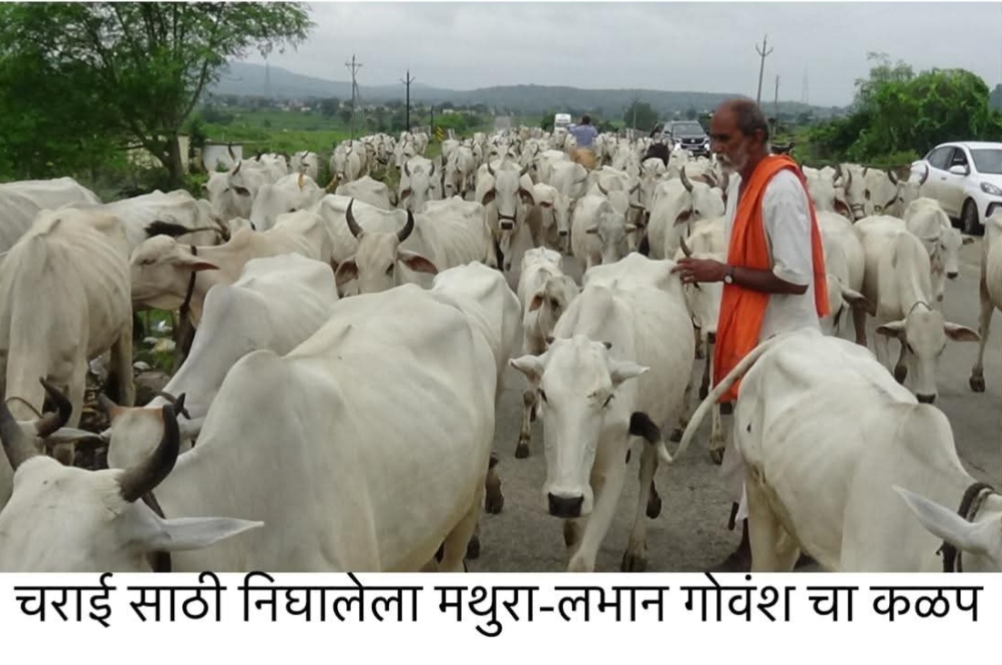 नांदेड जिल्ह्यातील ‘मथुरा-लभान’ गोवंश ठरतोय महाराष्ट्राचा अभिमान