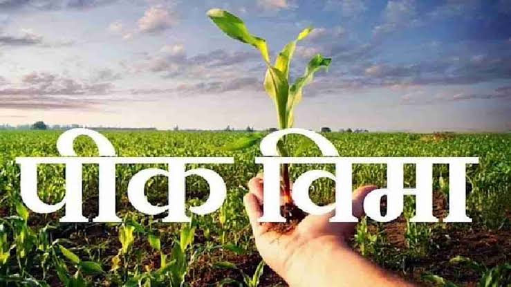 नांदेडला राज्यात सर्वाधिक पीकविमा; पहिल्या टप्प्यात ८१३.९३ कोटी मंजूर