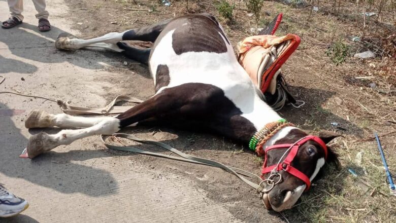 भरधाव ट्रकची धडक; वऱ्हाडातील घोडीचा मृत्यू, एक जण गंभीर जखमी