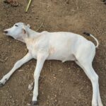 हिमायतनगरच्या एकंबा भागात लांडग्याच्या हल्ल्यात दोन वासरांचा मृत्यू; शेतकऱ्यांत भीतीचे वातावरण