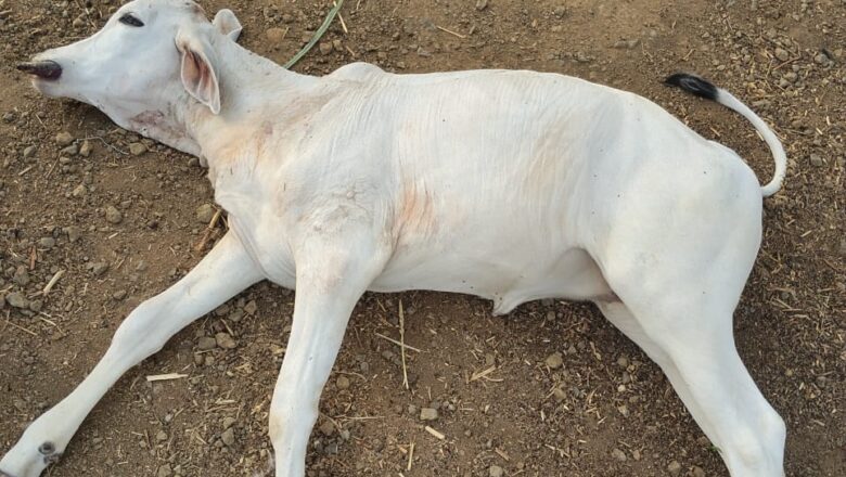 हिमायतनगरच्या एकंबा भागात लांडग्याच्या हल्ल्यात दोन वासरांचा मृत्यू; शेतकऱ्यांत भीतीचे वातावरण