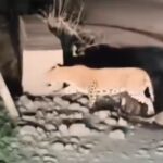 तामसा घाटात तीन बछड्यांसह मादी बिबट्याचे दर्शन; रस्त्यावर पाणी पीत असतानाचा व्हिडिओ व्हायरल