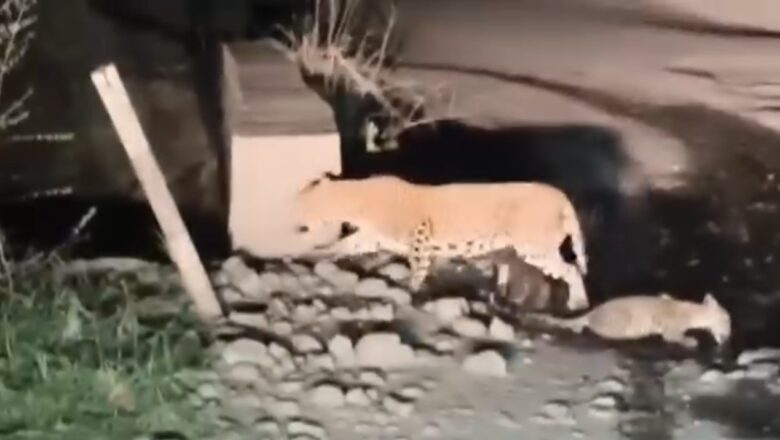 तामसा घाटात तीन बछड्यांसह मादी बिबट्याचे दर्शन; रस्त्यावर पाणी पीत असतानाचा व्हिडिओ व्हायरल