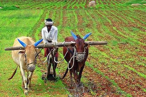 खरीप पेरणीची घाई टाळा; ८० ते १०० मिमी पाऊस झाल्यानंतरच पेरणी करा : तालुका कृषी अधिकारी