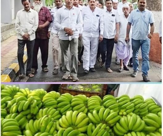 केळी उत्पादकांच्या संतापाचा उद्रेक; भावघसरणीमुळे जिल्हाधिकाऱ्यांकडे धाव, बाजार व्यवस्थेवर प्रश्नचिन्ह