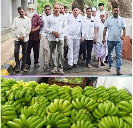केळी उत्पादकांच्या संतापाचा उद्रेक; भावघसरणीमुळे जिल्हाधिकाऱ्यांकडे धाव, बाजार व्यवस्थेवर प्रश्नचिन्ह
