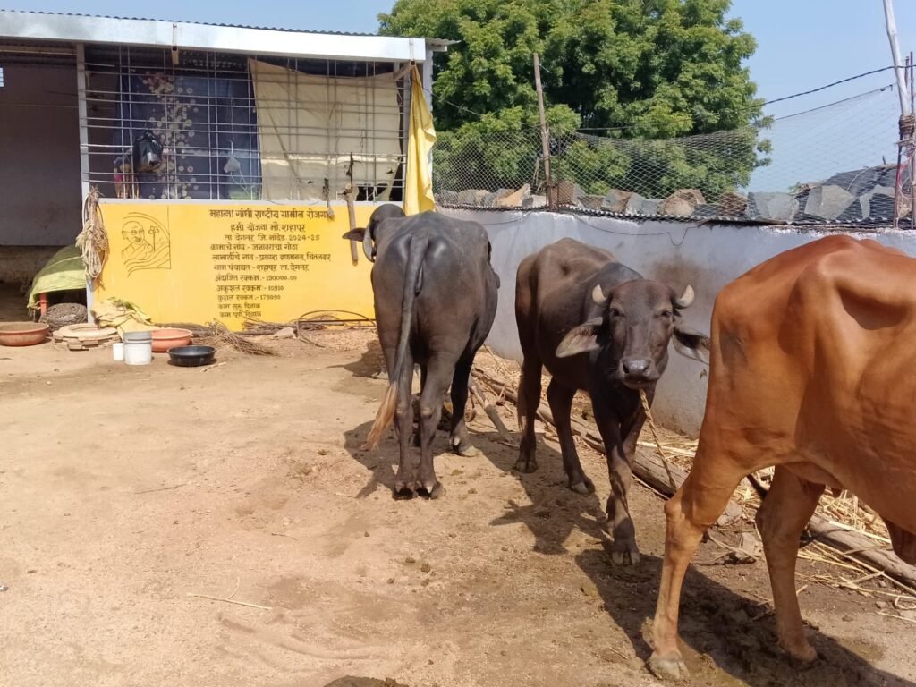 दोन-तीन वर्षांपासून गायगोठ्याचे अनुदान प्रलंबित; शहापूरचे शेतकरी आर्थिक संकटात