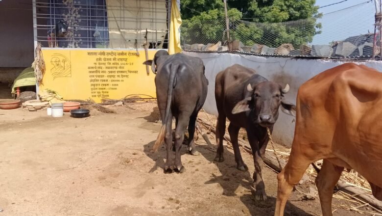 दोन-तीन वर्षांपासून गायगोठ्याचे अनुदान प्रलंबित; शहापूरचे शेतकरी आर्थिक संकटात