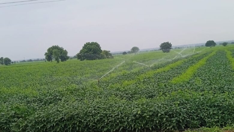 कुठे अतिवृष्टी तर कुठे पावसाची दडी; शहापूर परिसरात सोयाबीनला तुषार सिंचनाचा आधार