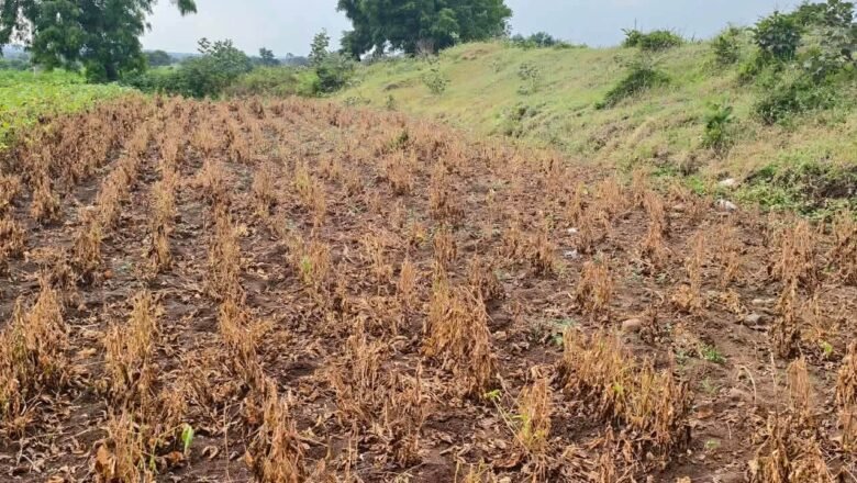 ऑक्टोबरपर्यंत शेतात काय धतुरा राहणार? सोयाबीनची रास होऊन जाणार