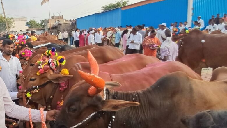 ग्रामीण पोलीस ठाणे हद्दीतील ३२ गावांत उत्साहात बैलपोळा; दुष्काळाचे सावट